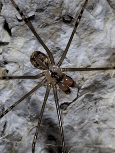 Physocyclus mysticus