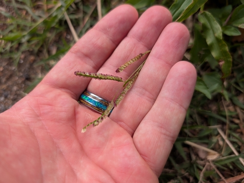 Image of Paspalum fimbriatum by (c) Damien Wallace, some rights reserved (CC BY)
