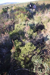 Leucadendron modestum