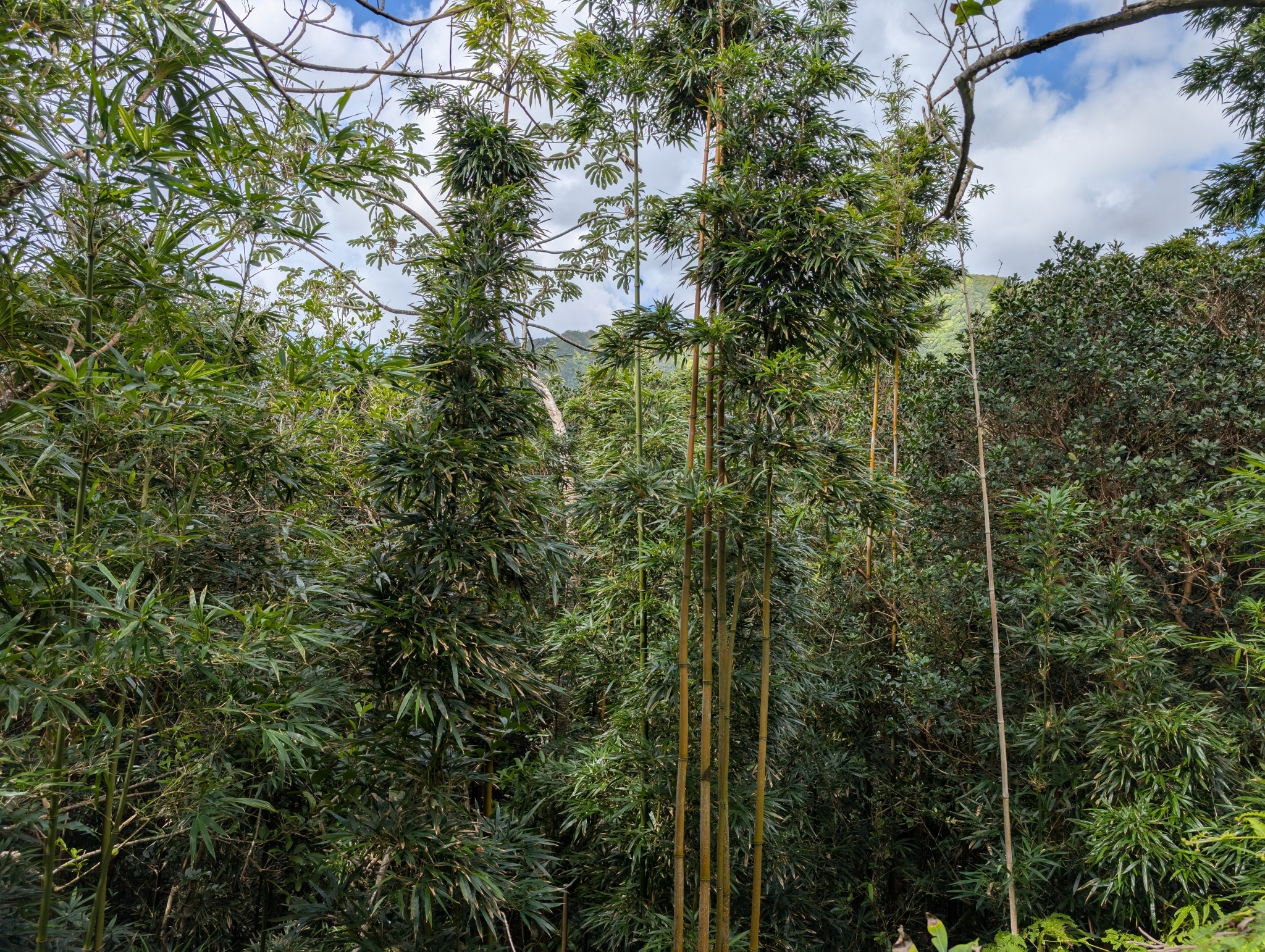 Imagem de Bambu-mossô