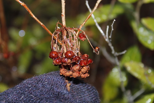 Image of Kalmia cuneata by (c) Alex Karasoulos, some rights reserved (CC BY)