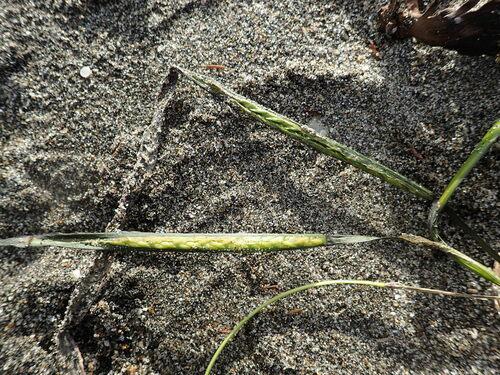 Zostera caulescens iNat (1)