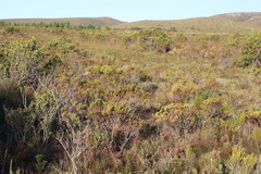 Leucadendron modestum