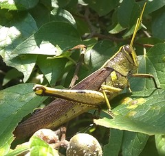 Schistocerca obscura