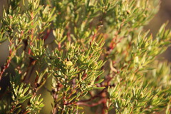 Leucadendron modestum