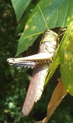 Schistocerca obscura