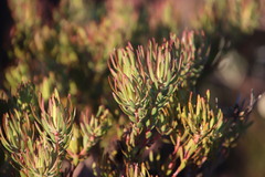 Leucadendron modestum