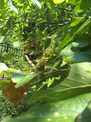 Schistocerca obscura