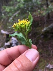 Oreochrysum parryi