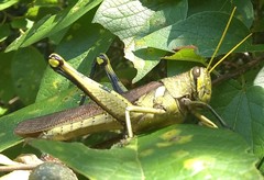 Schistocerca obscura