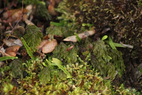 Image of Hymenophyllum lanceolatum by (c) Damien Wallace, some rights reserved (CC BY)