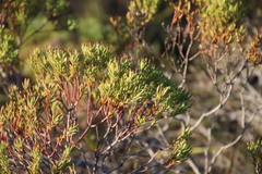 Leucadendron modestum