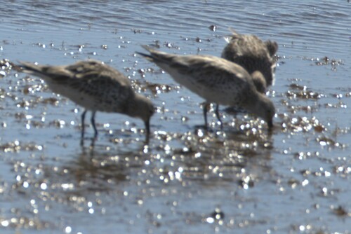 Correlimos grande (Calidris tenuirostris)