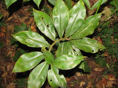 Costus lasius