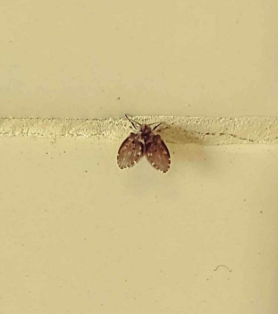 Bathroom Moth Fly from Palm Desert, CA, USA on February 20, 2025 at 01: ...