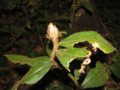 Costus lasius