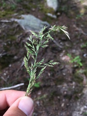 Poa occidentalis
