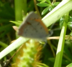 Lycaena phlaeas hypophlaeas