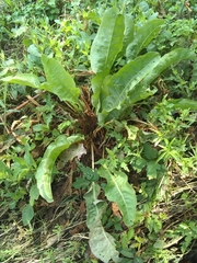 Rumex crispus