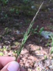 Poa occidentalis