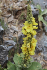 Verbascum macrurum