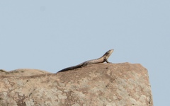 Matobosaurus validus
