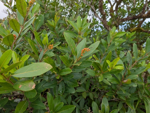 Citharexylum caudatum