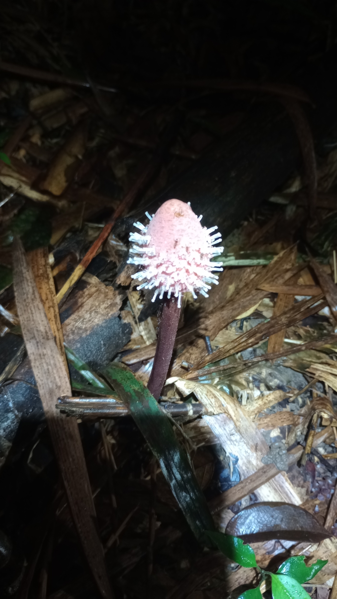 Imagem de Cipó-chumbo