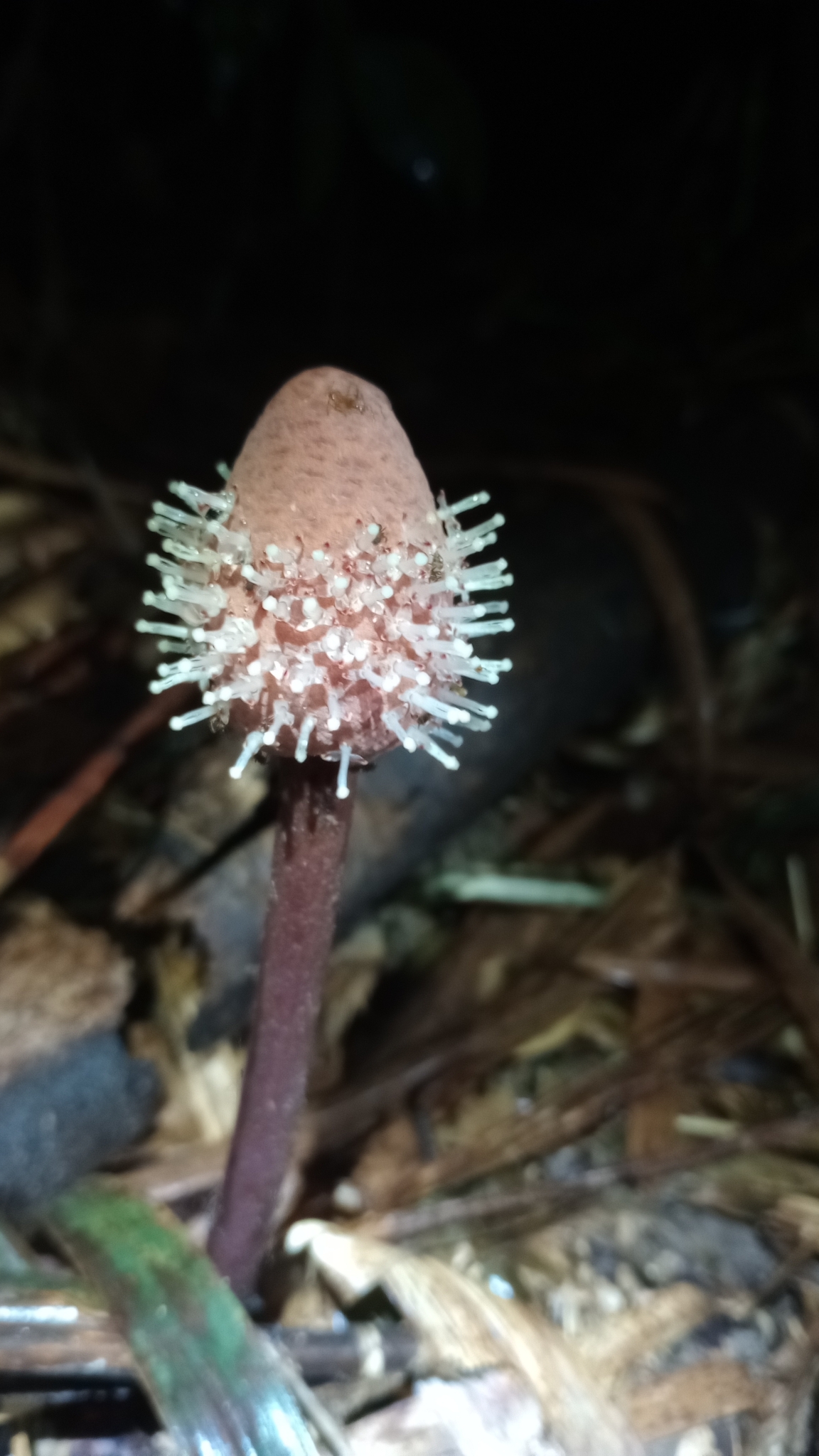 Imagem de Cipó-chumbo
