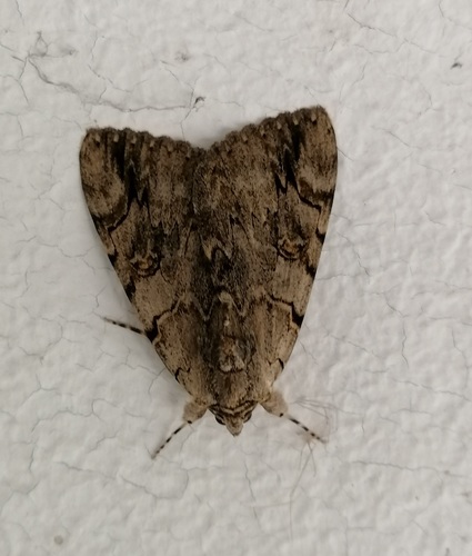 Catocala electa