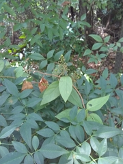 Nandina domestica