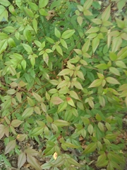 Nandina domestica