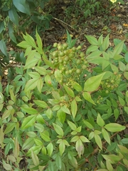 Nandina domestica