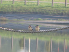 Hirundo rustica
