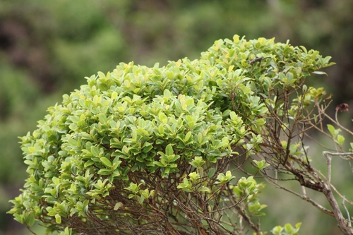 Image of Wikstroemia oahuensis by (c) Damien Wallace, some rights reserved (CC BY)