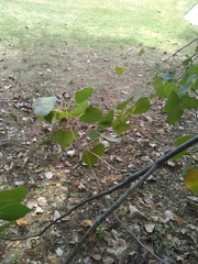 Populus deltoides