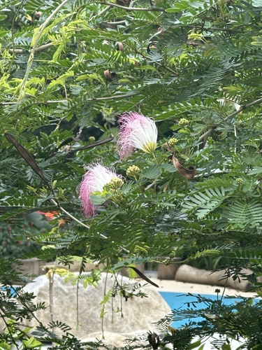 Foto de Esponjinha