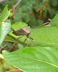 Acanthocephala terminalis
