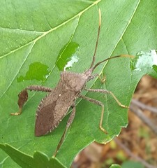 Acanthocephala terminalis