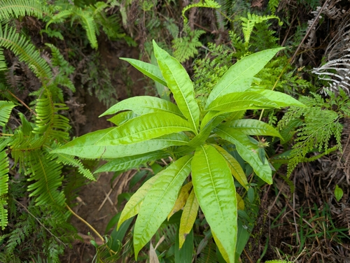 Image of Alstonia macrophylla by (c) Damien Wallace, some rights reserved (CC BY)