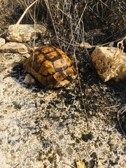 Testudo graeca ibera