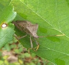Acanthocephala terminalis