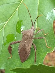 Acanthocephala terminalis