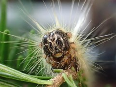 Panthea acronyctoides