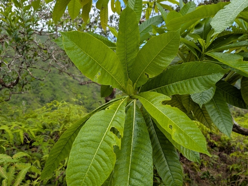 Image of Alstonia macrophylla by (c) Damien Wallace, some rights reserved (CC BY)