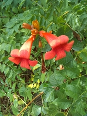 Campsis radicans