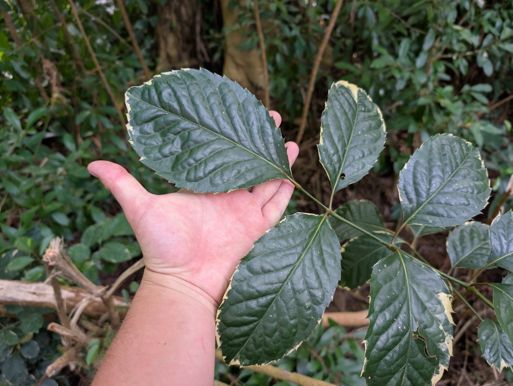 Polyscias guilfoylei, Manoa, Honolulu, HI, USA