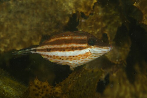 Beautiful leatherjacket (Meuschenia venusta) — Monacanthidae