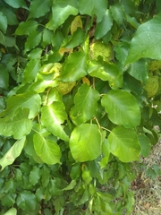 Maclura pomifera