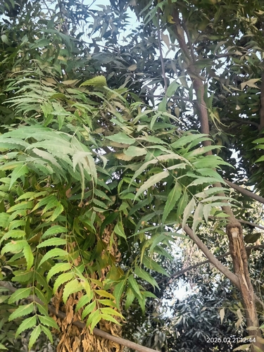 Neem